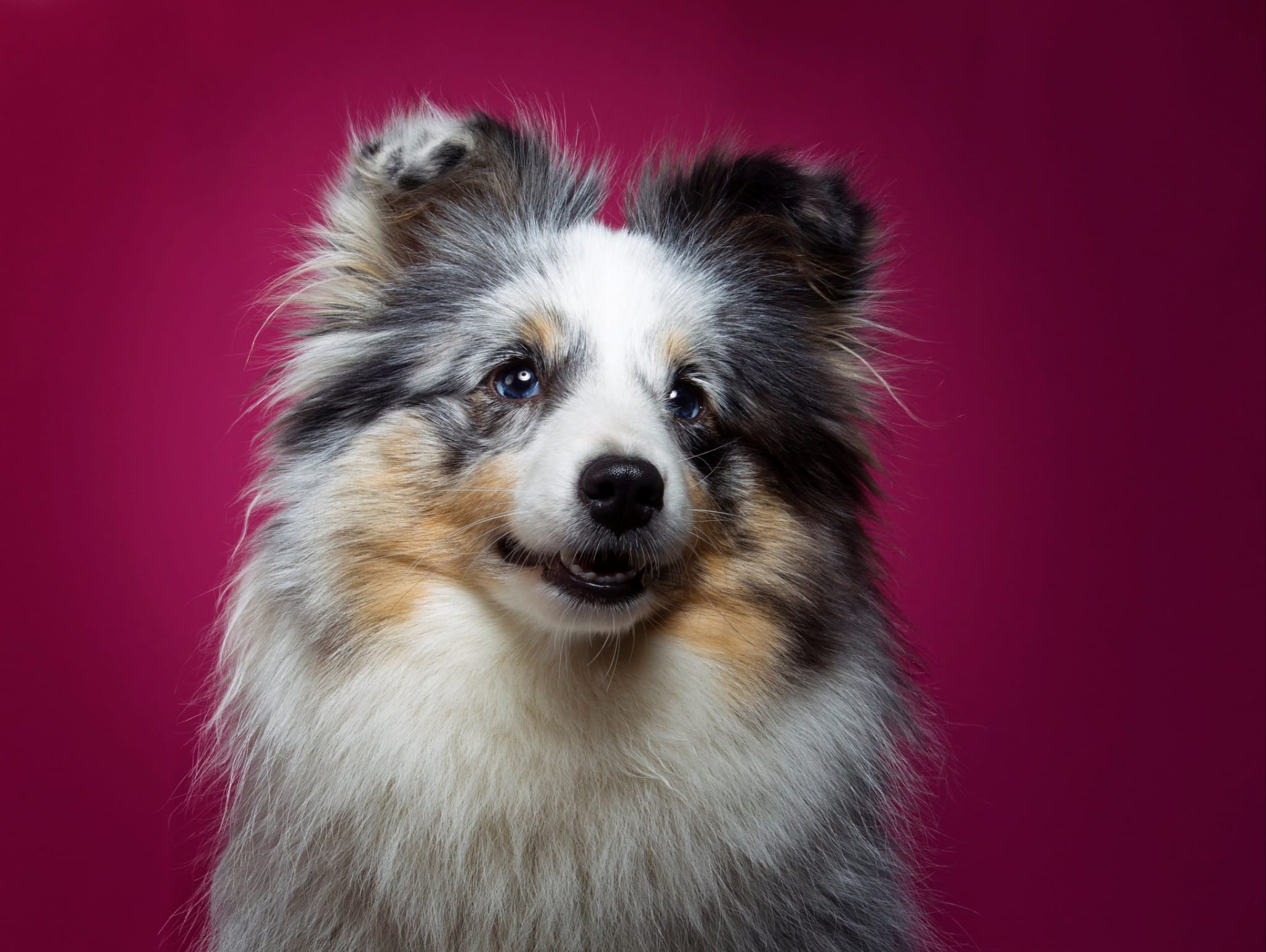 ARWEN AGILITY TANDEM